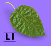 Hhl.jpg